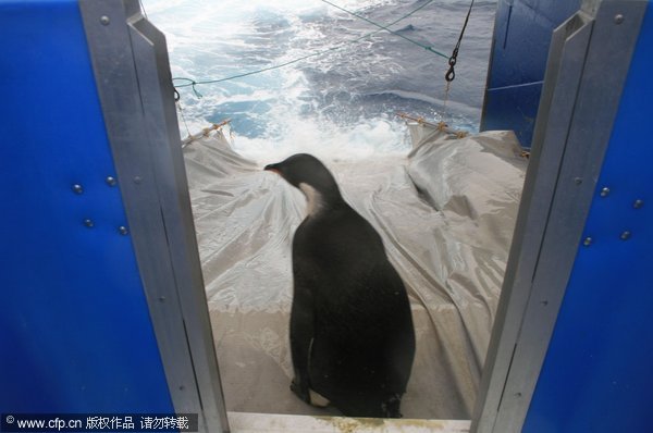 Penguin 'Happy Feet' back in the Southern Ocean