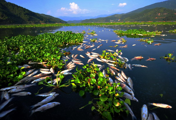 Mass fish death in E China county, cause unknown