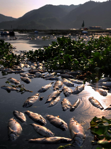 Mass fish death in E China county, cause unknown