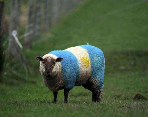 Rugby World Cup sheep