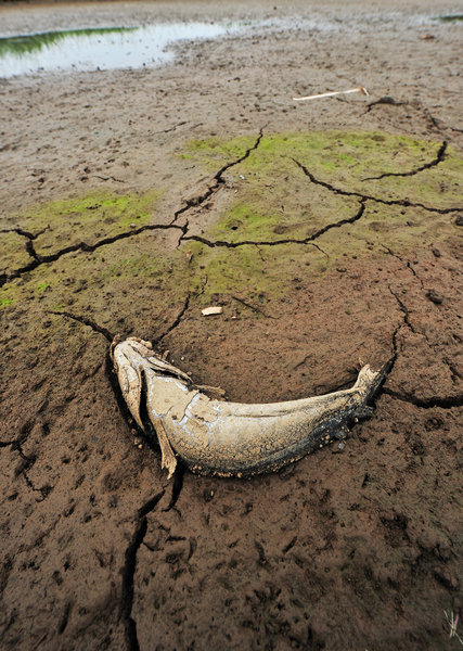 Dry lake woes for migrant bird