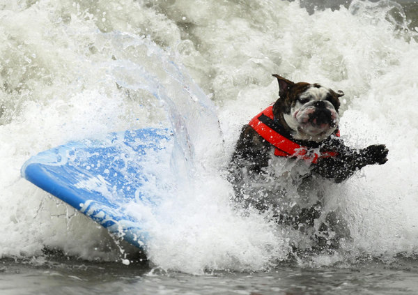 Surf dog contest in California