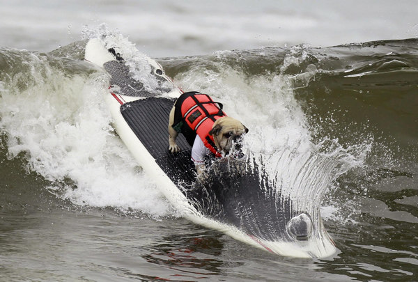 Surf dog contest in California