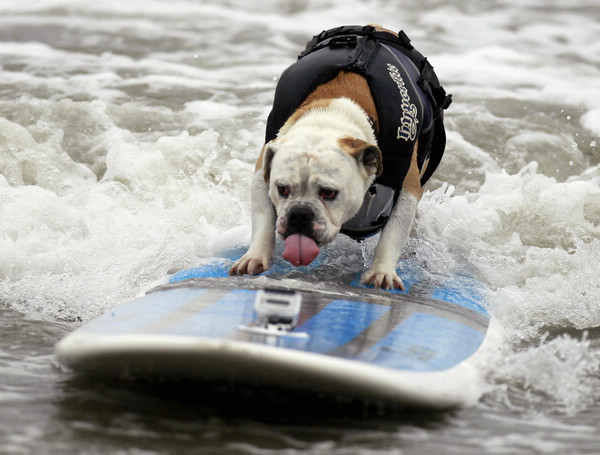 Surf dog contest in California