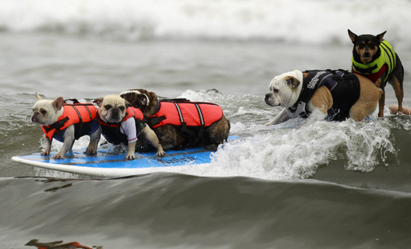 Surf dog contest in California