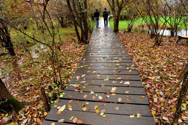 Autumn photos: Wetland view