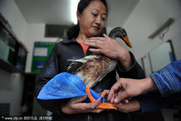 A duck wearing shoe cover