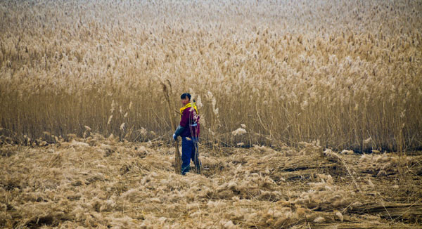 Harvest time on the wetlands