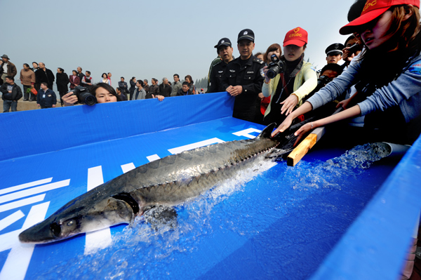 50,000 artificial sturgeons born in China