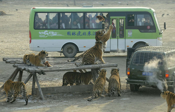 In photos: Siberian tigers in NE China