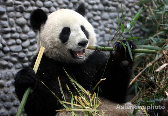 China to fly 2 pandas to France for research