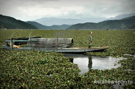 River fish smothered by plants in E China