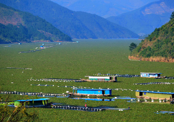 Invasive water plants clogging E China river