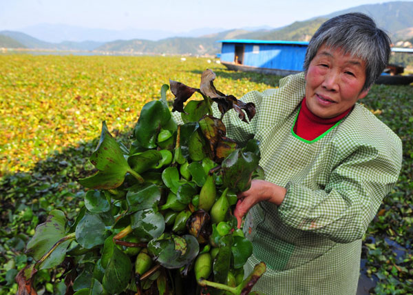 Invasive water plants clogging E China river