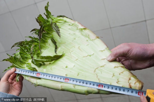 Fan-shaped lettuce grown in E China