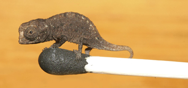 Smallest chameleon found in Madagascar