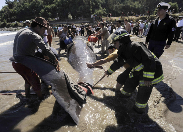 Bottlenose whale stranded south of Santiago