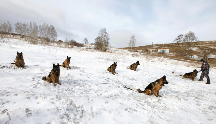 German shepherd in training course