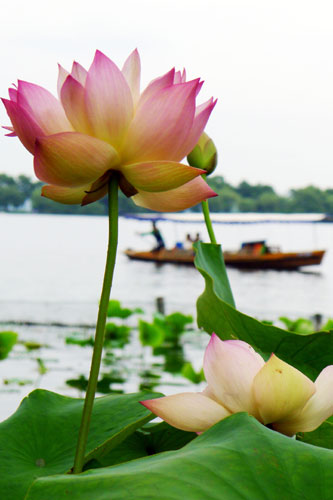 Lotus blooms the beauty of Hangzhou