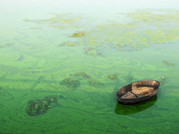 Blue-green algae gathers in E China lake