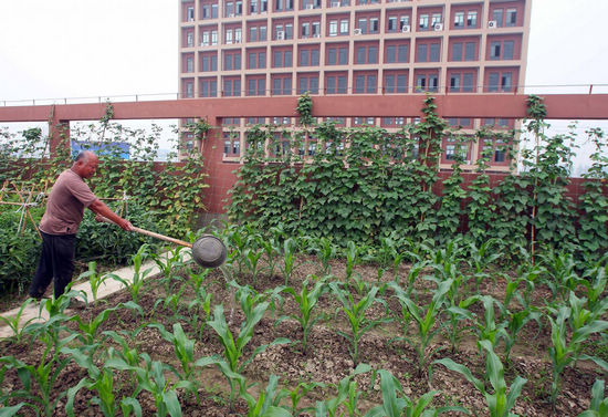 Roof vegetable garden in Zhejiang