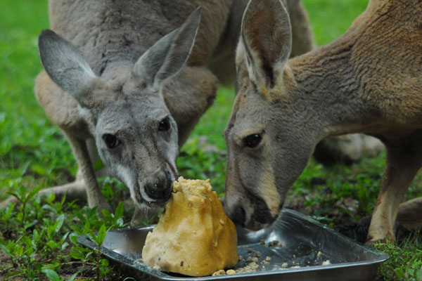 Dragon-sized snacks for animals in Shenzhen