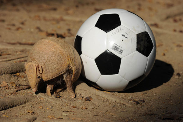 2014 World Cup mascot unveiled, waits to be named