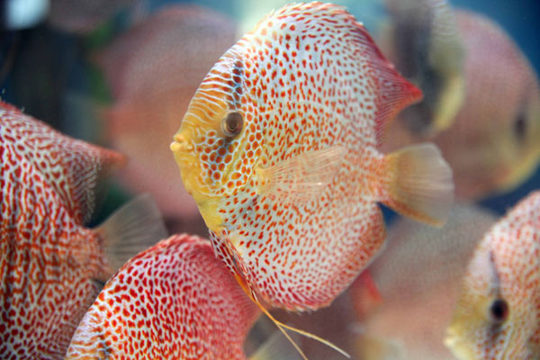 Battle of the goldfish splashes into action