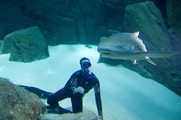 Diving champion swims with sharks