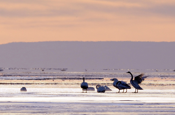 Swans swim in Qinghai Lake