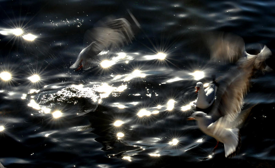 Black-headed gulls come to Kunming for winter