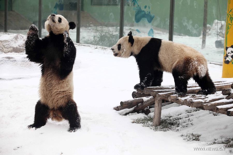 Snow brings joy to pandas