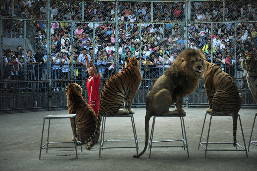 Behind the scenes at animal circus