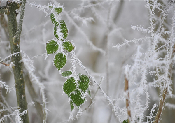 Beautiful rime scenery in Brussels