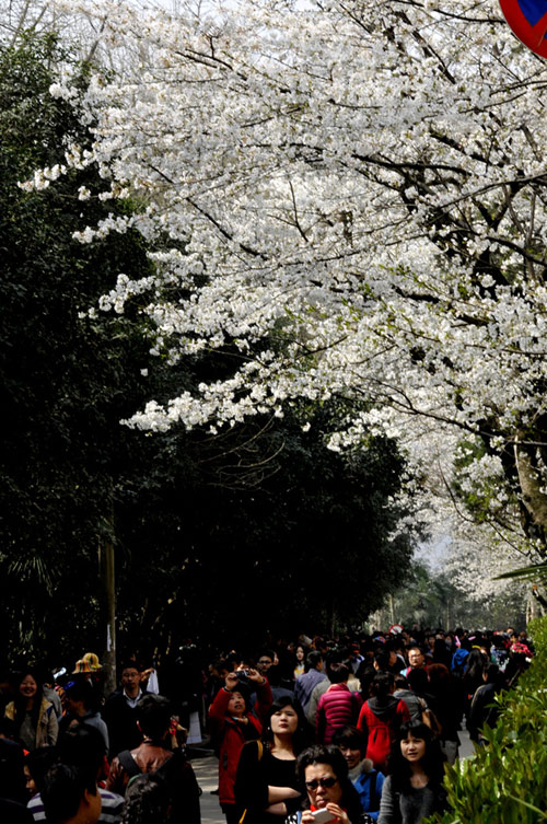 Visitors flock to cherry blossoms