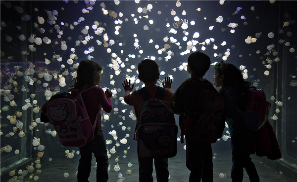 Jellyfish swim in tank at Vancouver Aquarium