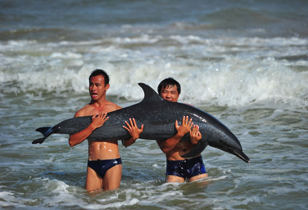 Injured dolphin rescued in Hainan