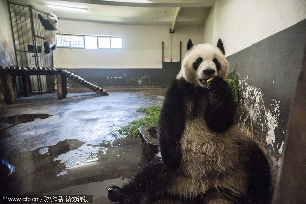 Heat wave hits pandas in C China