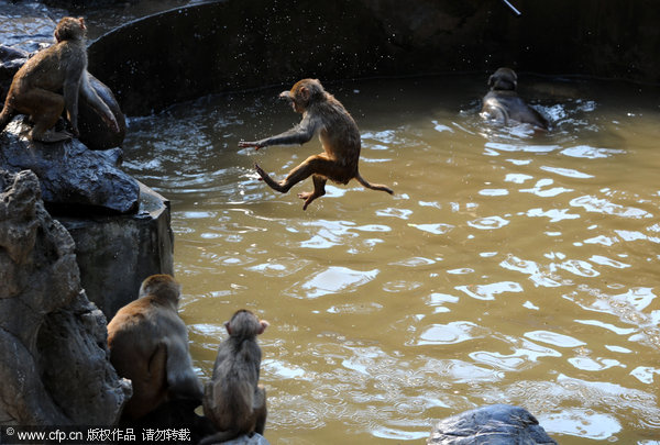 Animals stay cool in summer heat