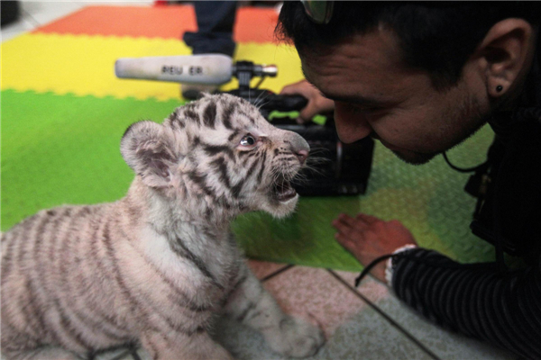 Bengal tiger cub makes its debut in Peru