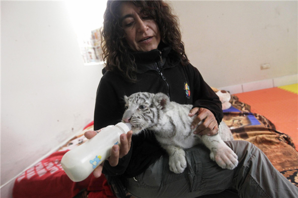 Bengal tiger cub makes its debut in Peru