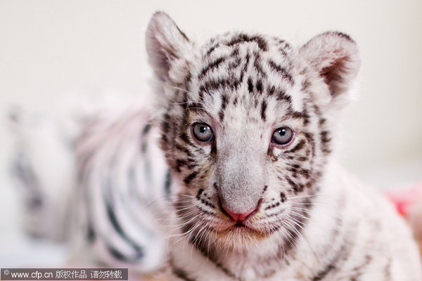 Bengal tiger cub makes its debut in Peru