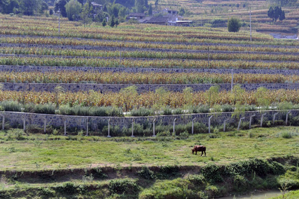 Drought takes toll in SW China