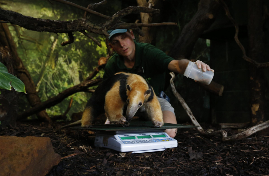 London Zoo conducts annual weigh-in for animals