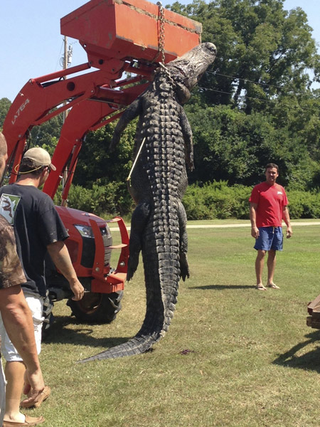 Record alligator caught in Mississippi River