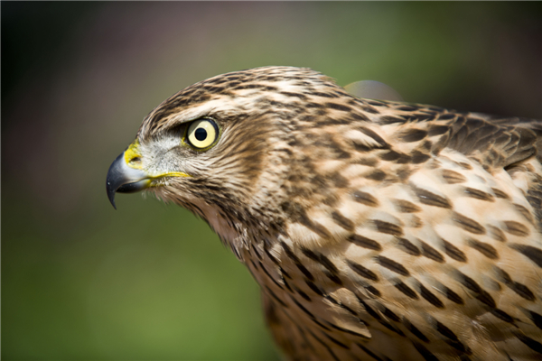 Ancient beauty of falconry protected 