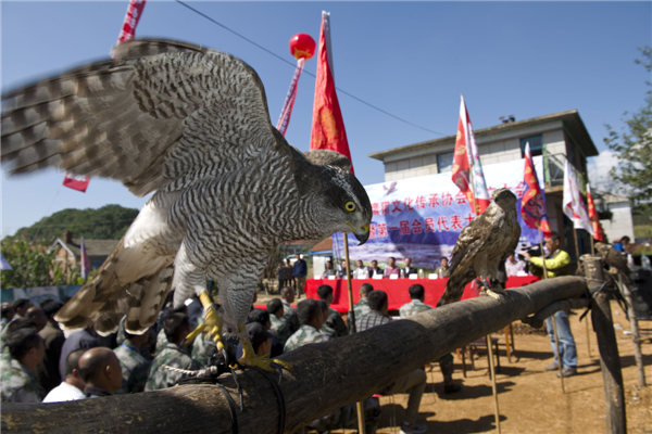 Ancient beauty of falconry protected 