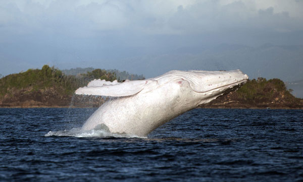 Rare humpback whale spotted in Australia