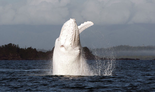 Rare humpback whale spotted in Australia