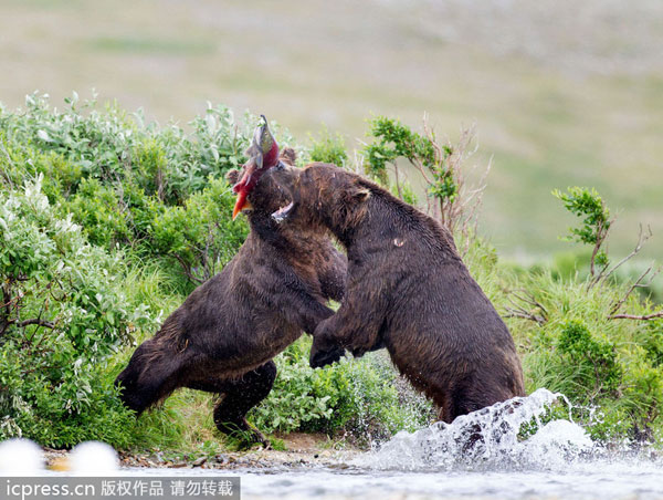 Bears fighting for salmon catch